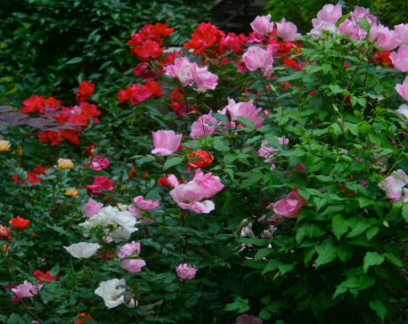 New shrub rose hybrids are easy to care for, easy to love